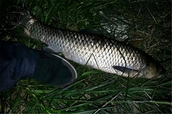 春季夜钓最佳时间是几点