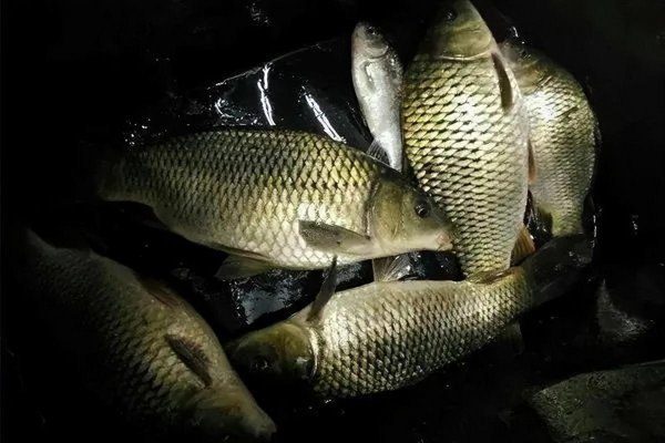 春季夜钓最佳时间是几点