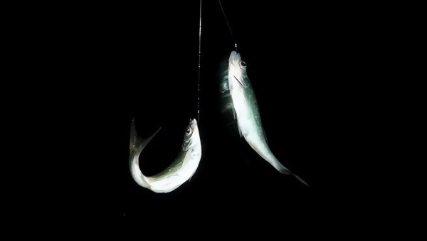 春季夜钓最佳时间是几点