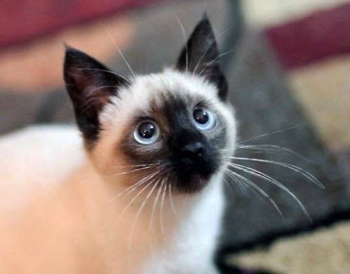 宠物猫品种和价格图片大全