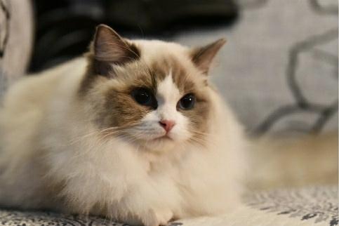 宠物猫品种和价格图片大全