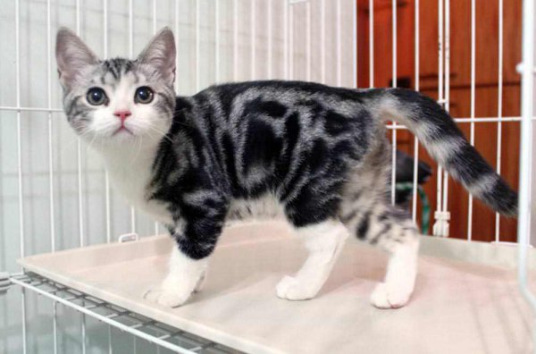 宠物猫品种和价格图片大全