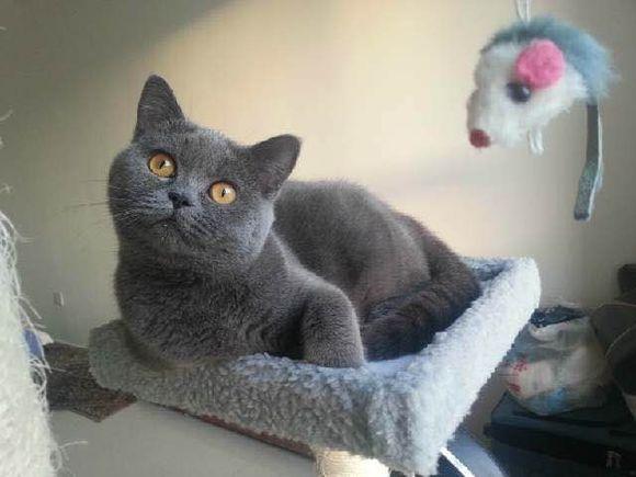 宠物猫品种和价格图片大全