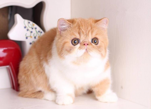 宠物猫品种和价格图片大全