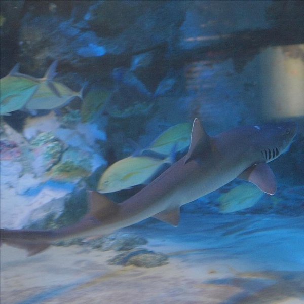 鲨鱼是不是哺乳动物