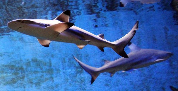 鲨鱼是不是哺乳动物