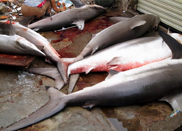 鲨鱼是不是哺乳动物