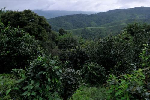 老班章算是茶王吗