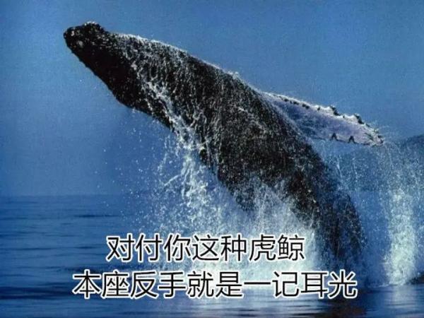 虎鲸和座头鲸的恩怨纠葛