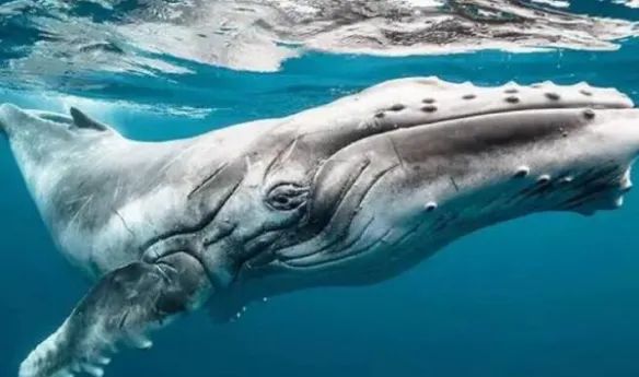 虎鲸和座头鲸的恩怨纠葛