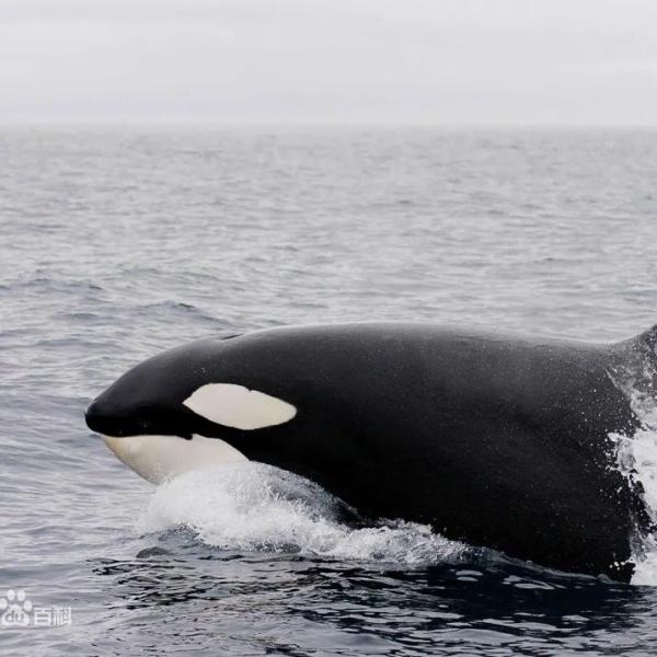 虎鲸和座头鲸的恩怨纠葛