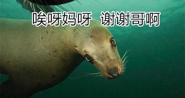 虎鲸和座头鲸的恩怨纠葛