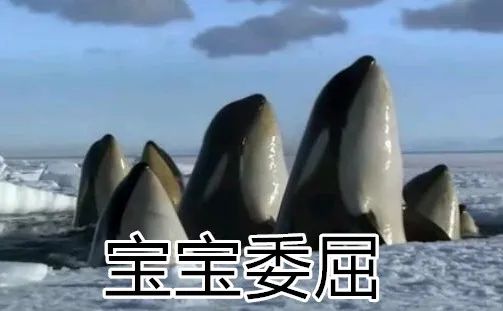 虎鲸和座头鲸的恩怨纠葛