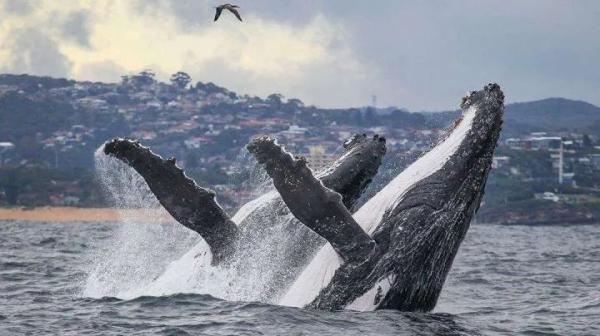 虎鲸和座头鲸的恩怨纠葛