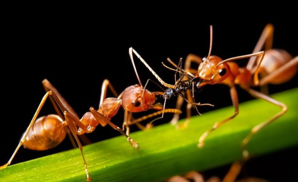 为什么国家不灭红火蚁