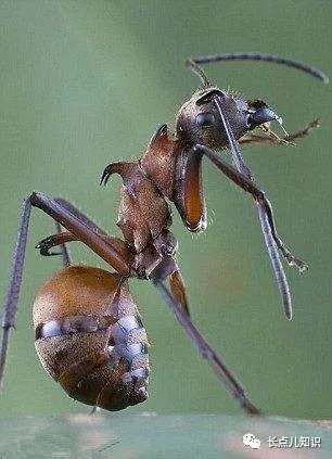 世界十大怪虫排行榜