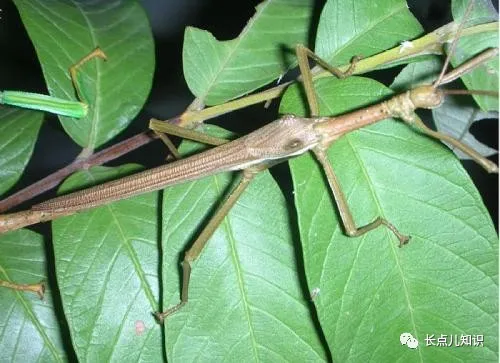 世界十大怪虫排行榜