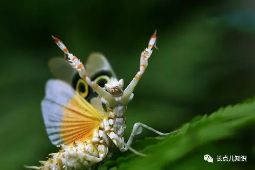 世界十大怪虫排行榜