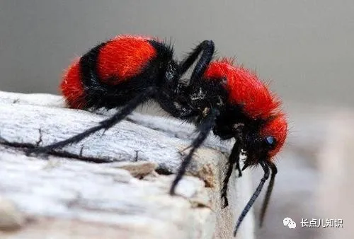 世界十大怪虫排行榜