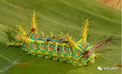 世界十大怪虫排行榜