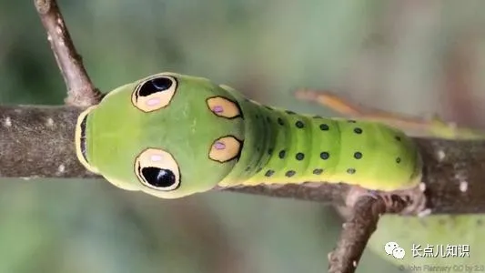 世界十大怪虫排行榜