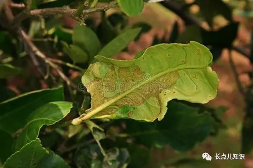 世界十大怪虫排行榜