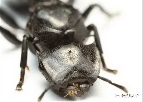 世界十大怪虫排行榜