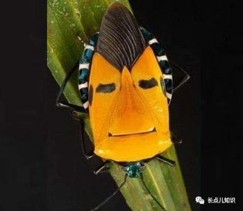 世界十大怪虫排行榜