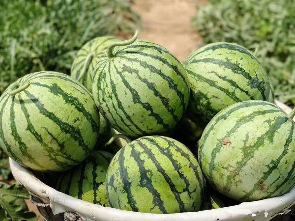 什么西瓜最甜最好吃