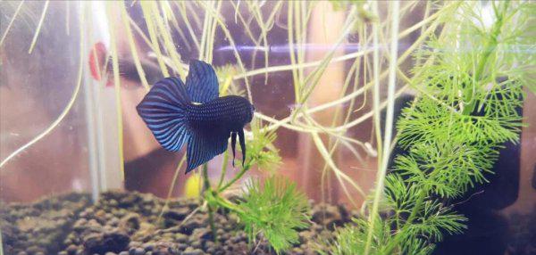 泰国斗鱼好养吗怎么养好看