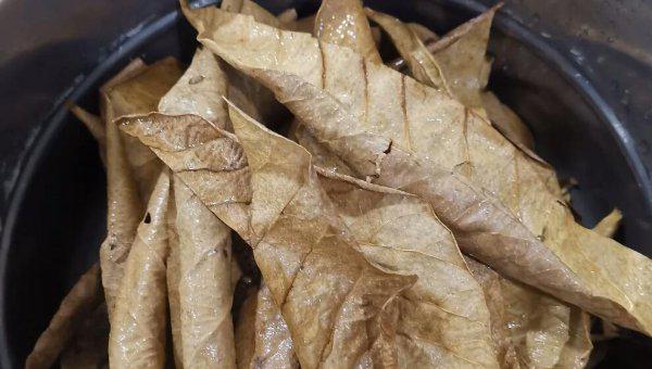 泰国斗鱼好养吗怎么养好看