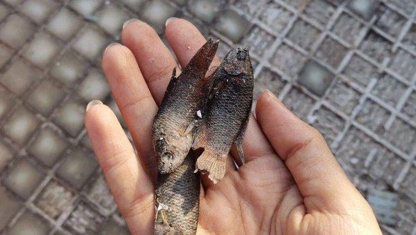 泰国斗鱼好养吗怎么养好看