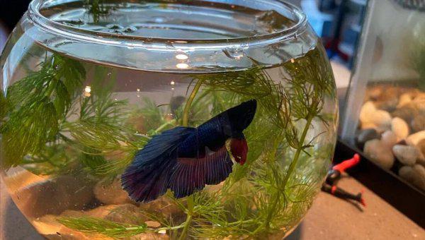 泰国斗鱼好养吗怎么养好看