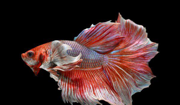 泰国斗鱼好养吗怎么养好看