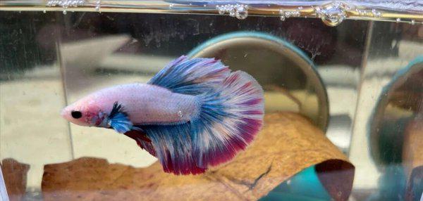 泰国斗鱼好养吗怎么养好看