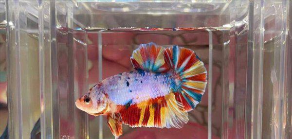 泰国斗鱼好养吗怎么养好看