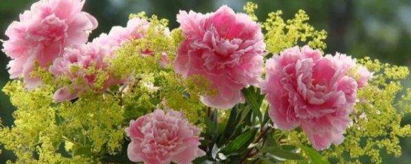 送病人适合买什么花束