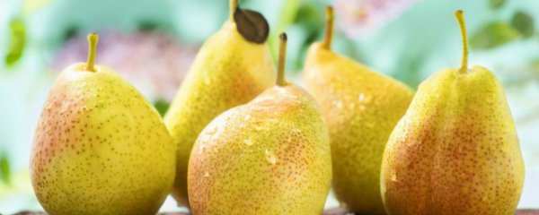 杏和梨能不能一起吃吗