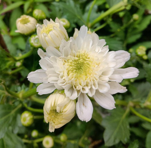 菊花的寓意和象征意义