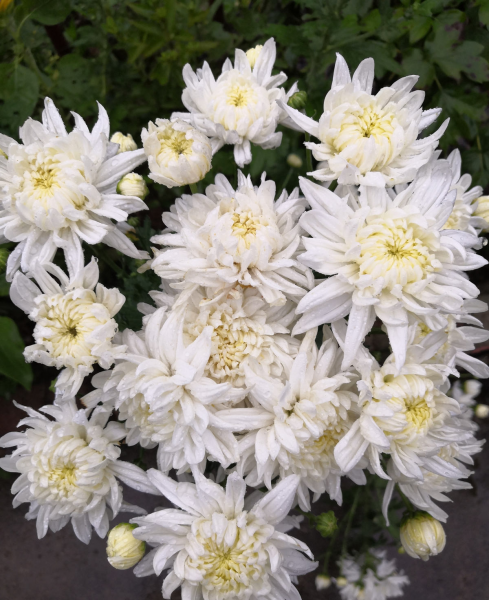 菊花的寓意和象征意义