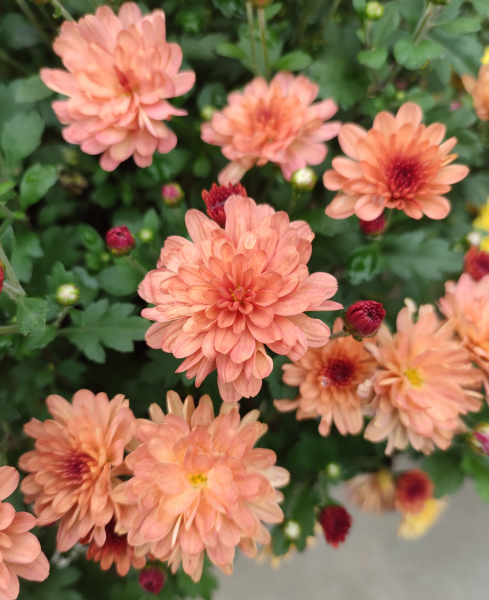 菊花的寓意和象征意义