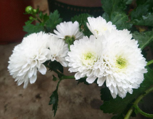 菊花的寓意和象征意义