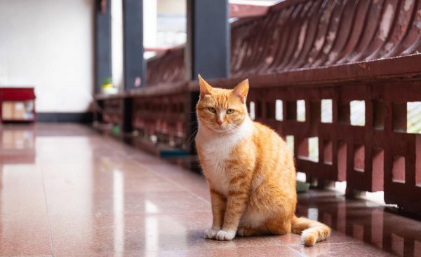 土猫有蓝眼睛的吗