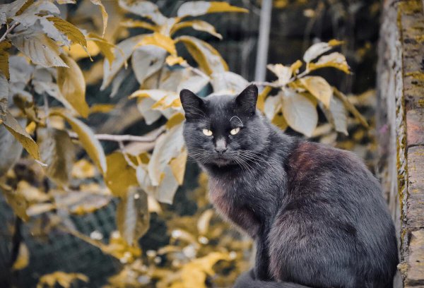 土猫有蓝眼睛的吗