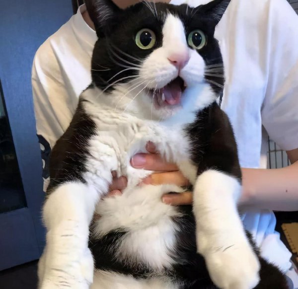 土猫有蓝眼睛的吗