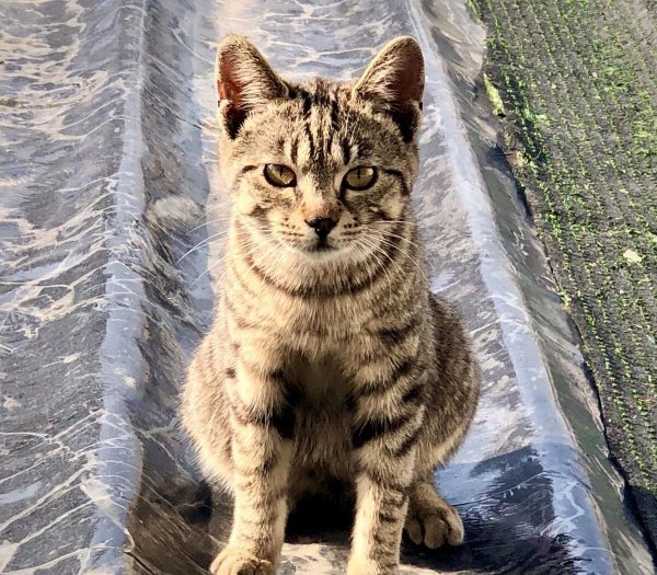 土猫有蓝眼睛的吗