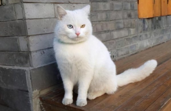 土猫有蓝眼睛的吗