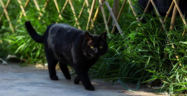 土猫有蓝眼睛的吗