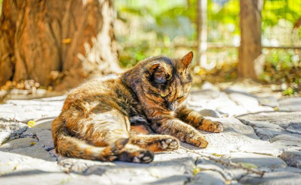 土猫有蓝眼睛的吗