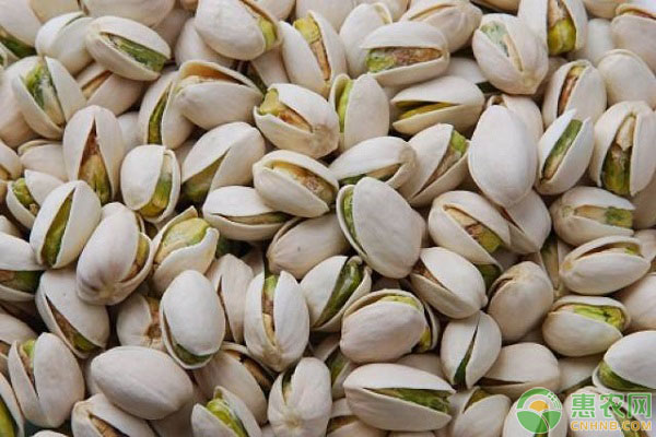 开心果为什么卖这么贵